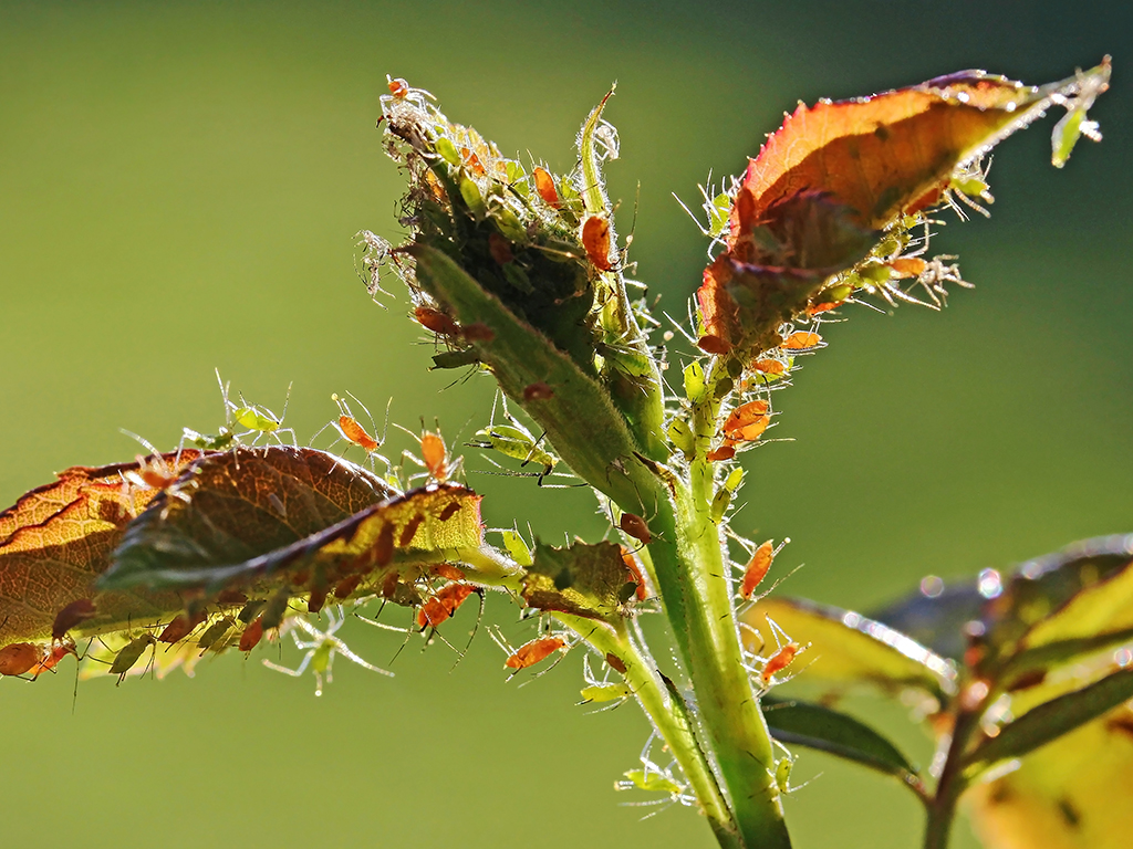 Pests + Disease are key components that impact plant success | Pacific Nurseries