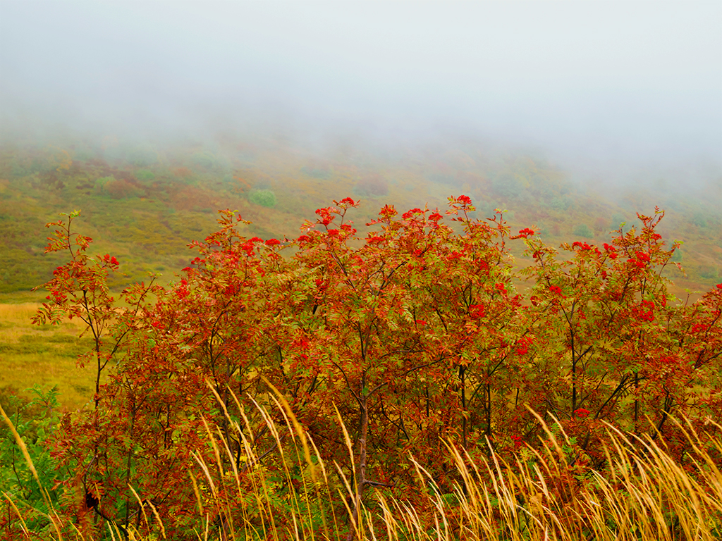 Temperature Tolerance is a key component that impacts plant success | Pacific Nurseries