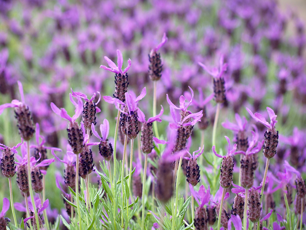 Lavandula stoechas 'Otto Quast' | Pacific Nurseries