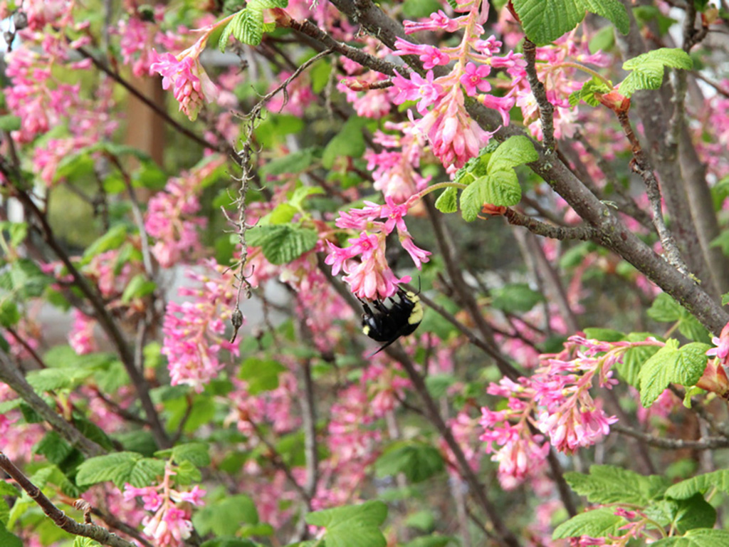 Pollinator support is a key component that impacts plant success | Pacific Nurseries