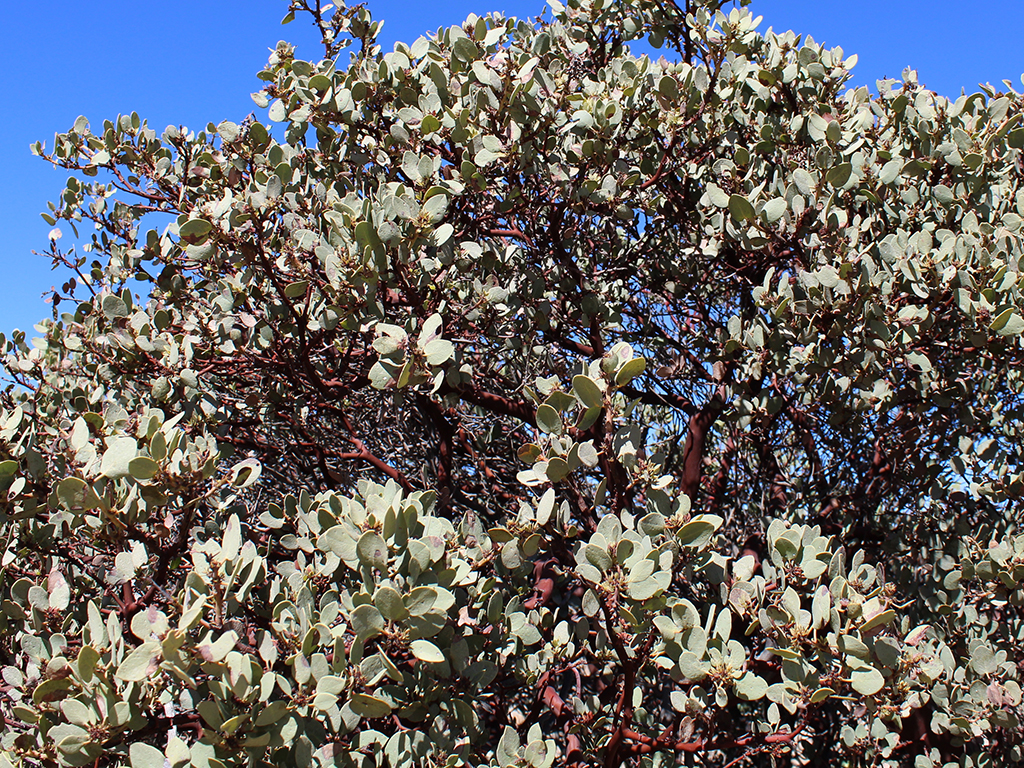 Arctostaphylos glauca | Pacific Nurseries