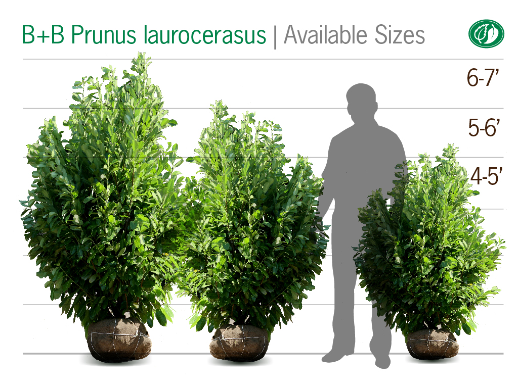 Large-scale B+B Prunus laurocerasus | Pacific Nurseries