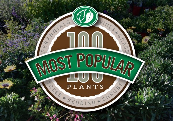 Popular Plants for Landscape Pros | Pacific Nurseries