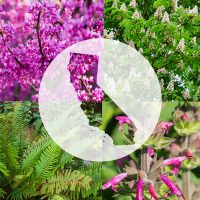 All the benefits of CA native plants | Pacific Nurseries