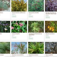 Popular CA native plants Pros choose | Pacific Nurseries