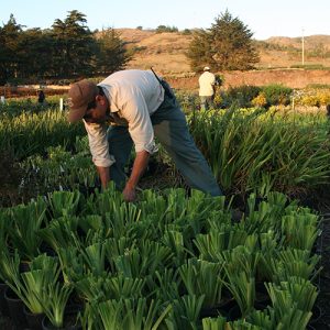 Plant Order Assembly | Pacific Nurseries