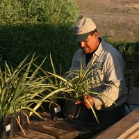 How we process Plant Orders | Pacific Nurseries